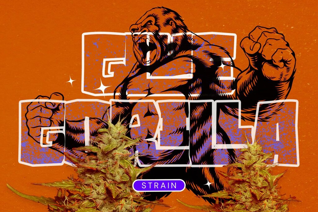 Royal Gorilla strain (GG4): een krachtige hybride die de hype waarmaakt