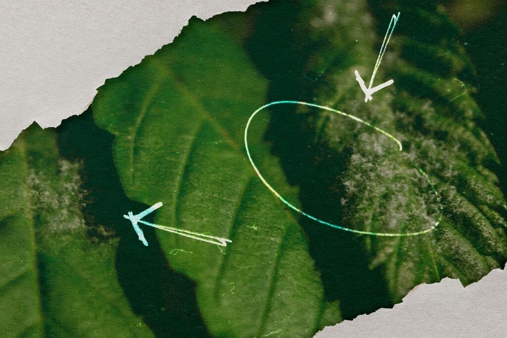 Meeldauw op wietplanten: voorkomen, herkennen, behandelen!