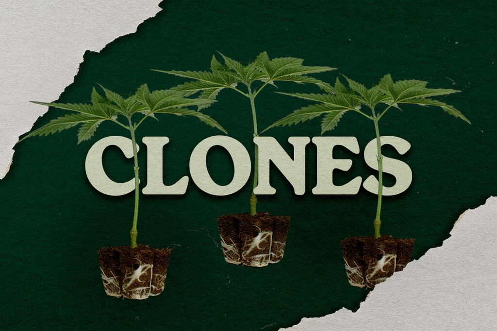 Voordelen van cannabis kweken uit een kloon