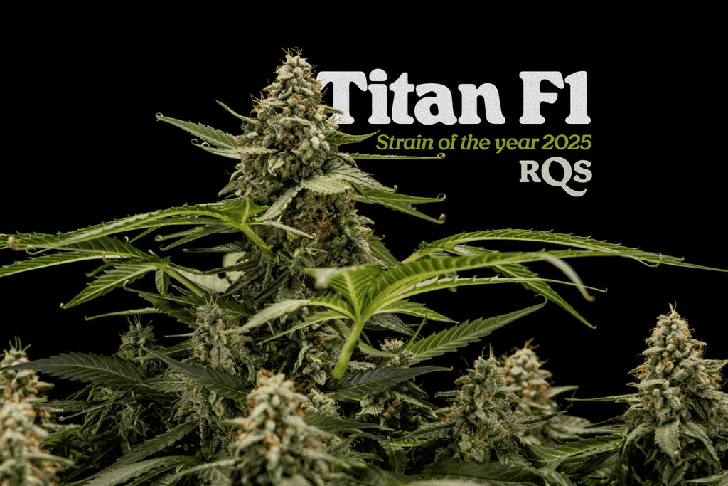 Titan F1 als strain van het jaar 2025