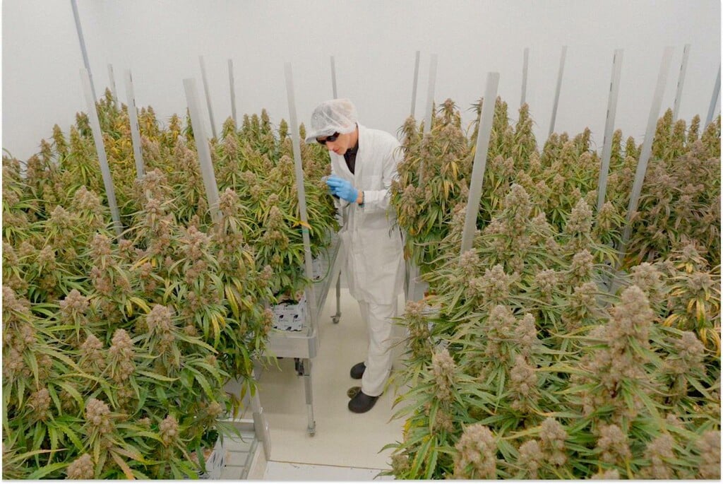 Effecten van toppen bij F1-hybride autoflower: data uit een gecontroleerde proef