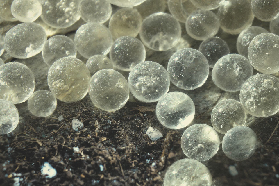 Silicium Gebruiken om Gezondere Wietplanten te Kweken