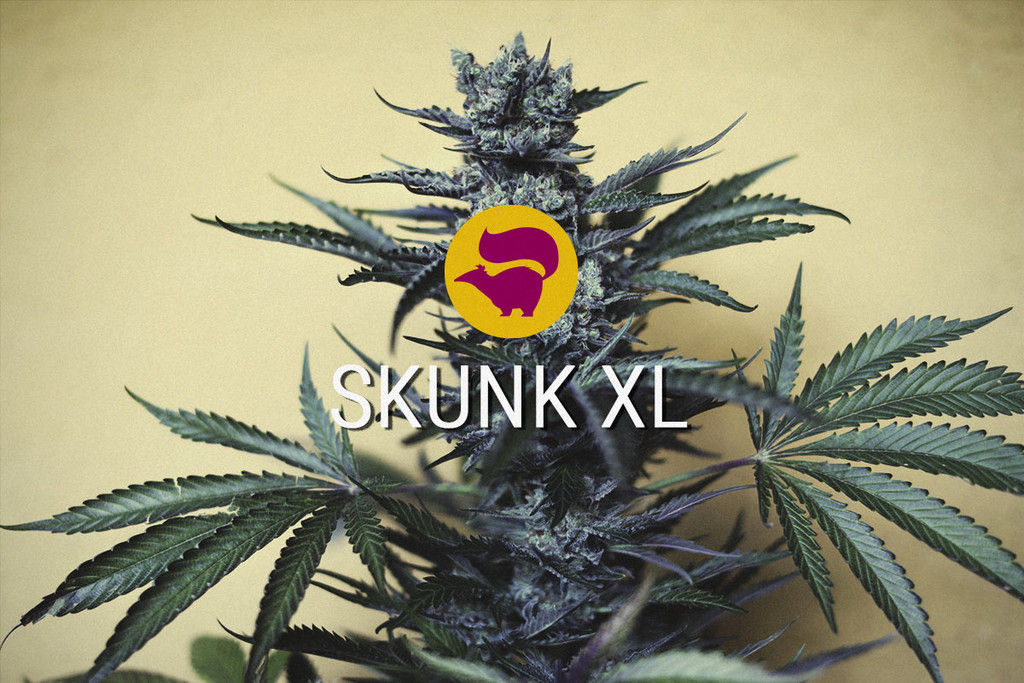 Skunk XL: De eeuwige cannabis-klassieker 