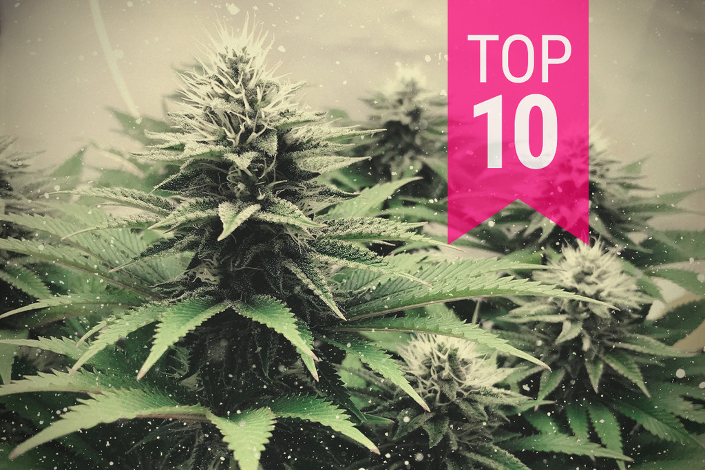 Top 10 soorten wiet voor een koud klimaat, 2026 editie