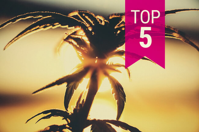 Top 5 hittebestendige wietplanten om in een warm klimaat te telen