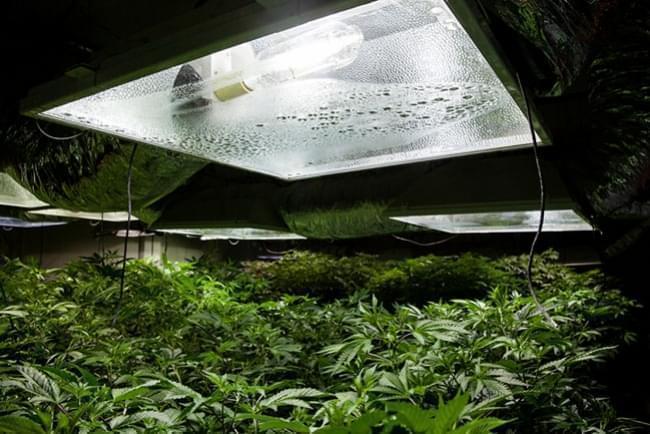 Binnen cannabis kweken: Relatieve luchtvochtigheid en temperaturen