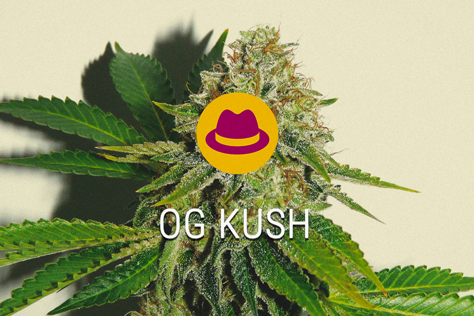 OG Kush Gefeminiseerde Cannabis Zaden