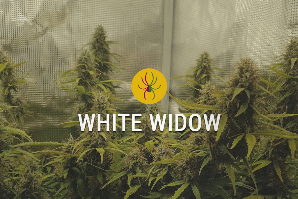 White Widow: de robuuste trots van Nederland 