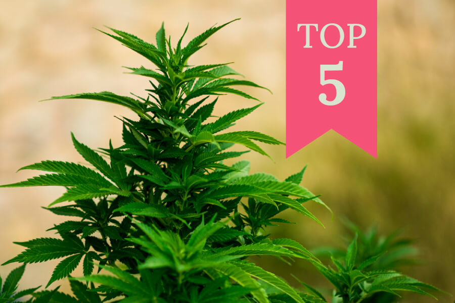 De top 5 feminized strains om buiten te kweken (2026)