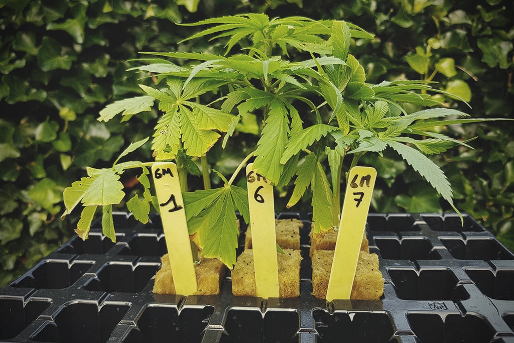 Basis cannabis kennis: Genotype en Fenotype