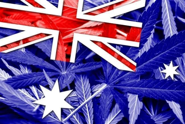 Australië legaliseert de kweek van medicinale cannabis 