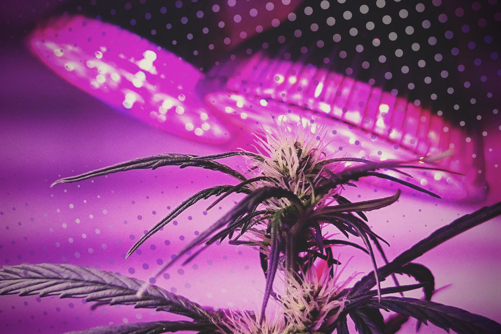 Haal het meeste uit je LEDs: 5 tips voor het kweken van cannabis met LED 