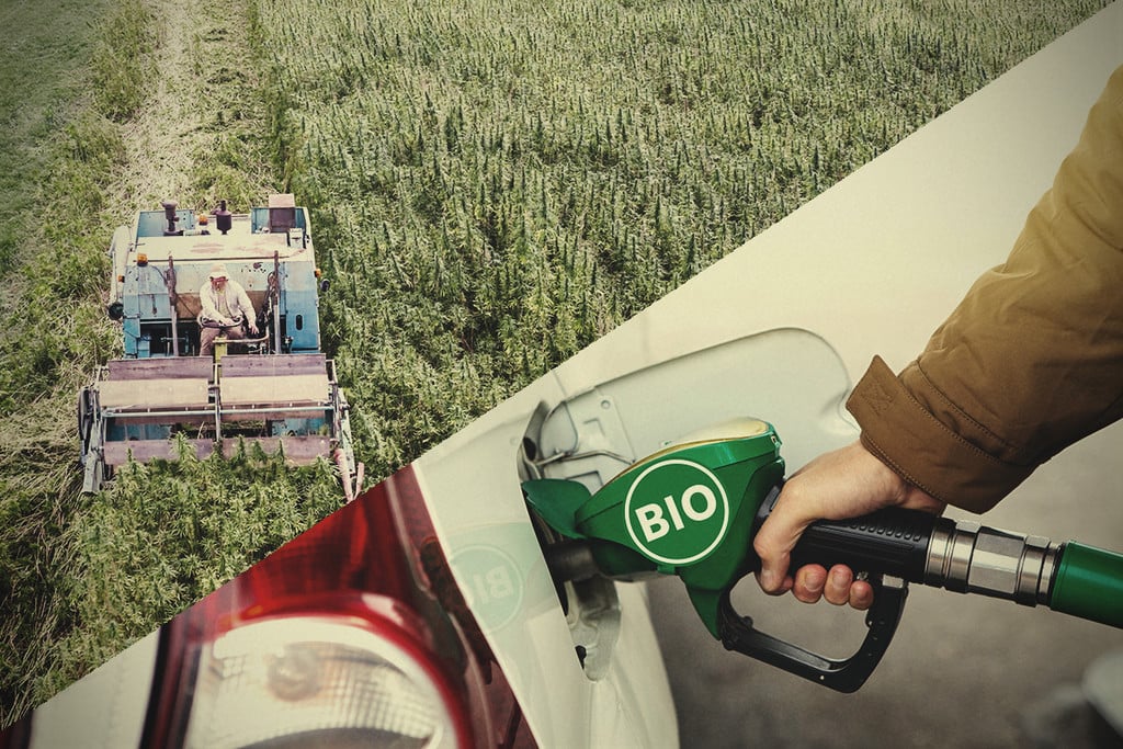 Hennep, een efficiënte biobrandstof wacht op haar moment