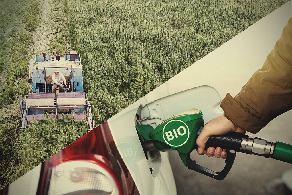Hennep, een efficiënte biobrandstof wacht op haar moment