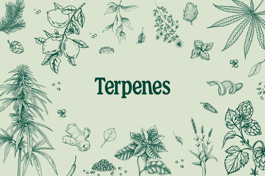 Terpenen: De werking en de effecten