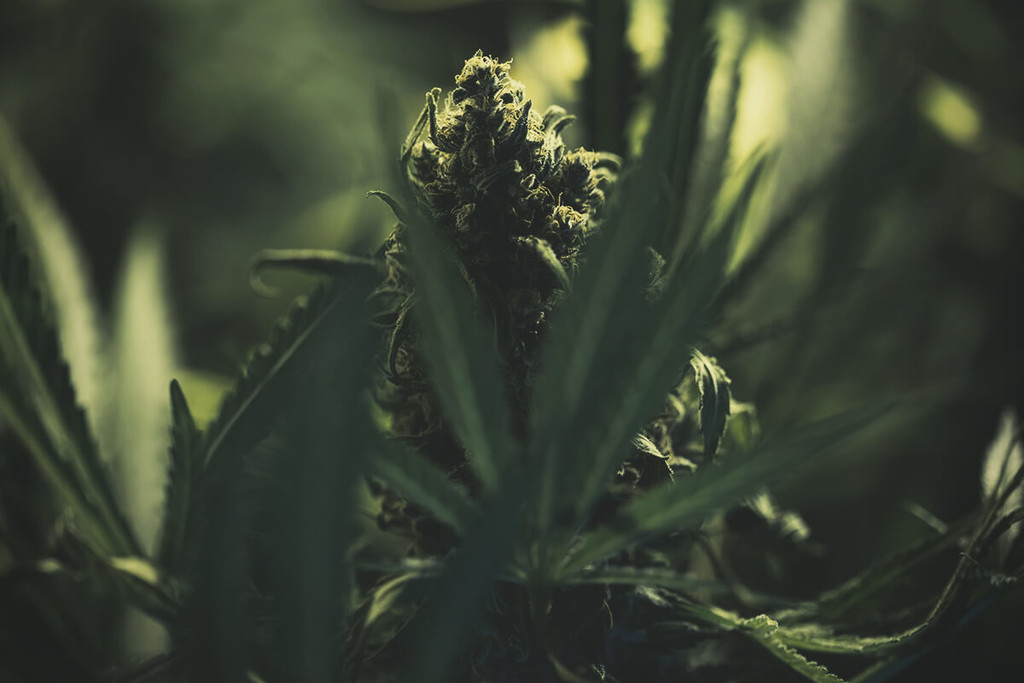 Hoe Kweek Je Cannabis Met Vette Toppen?