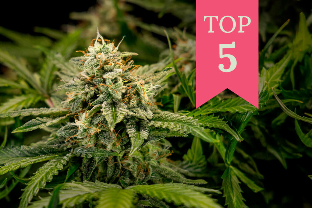 Top 5 Cannabisoorten Voor Beginnende Stoners & Kwekers (2024)