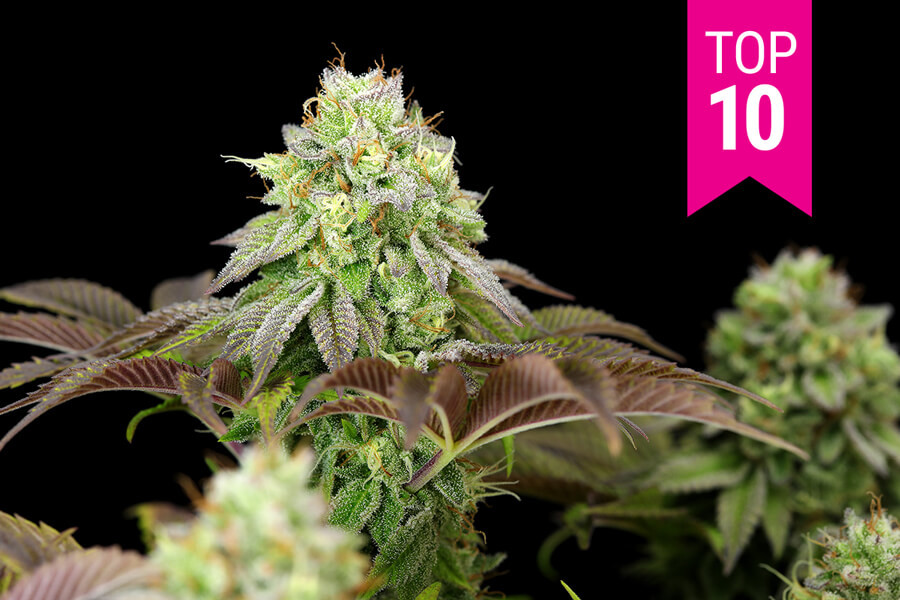 Top 10 beste feminized wietzaden van 2026