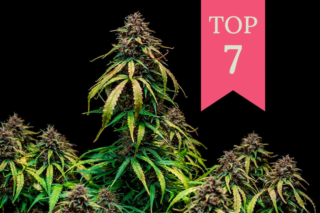 Top 7 fruitige soorten