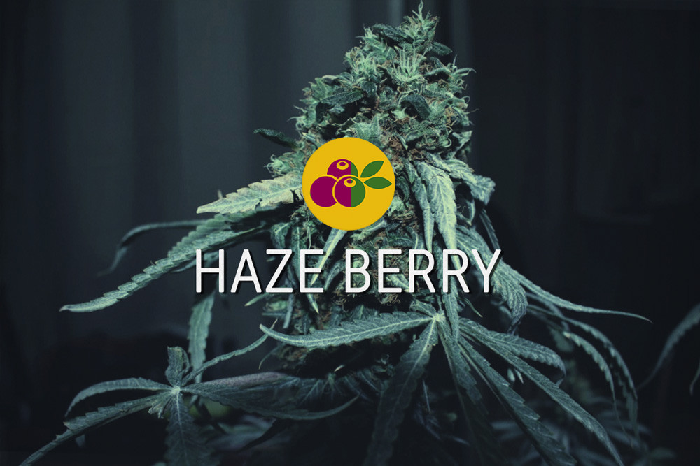 Haze Berry: de energie van een sativa en de zoetheid van een indica