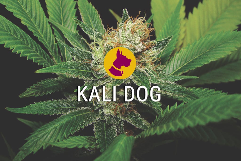 Kali Dog - Beresterke, overheerlijke cannabis