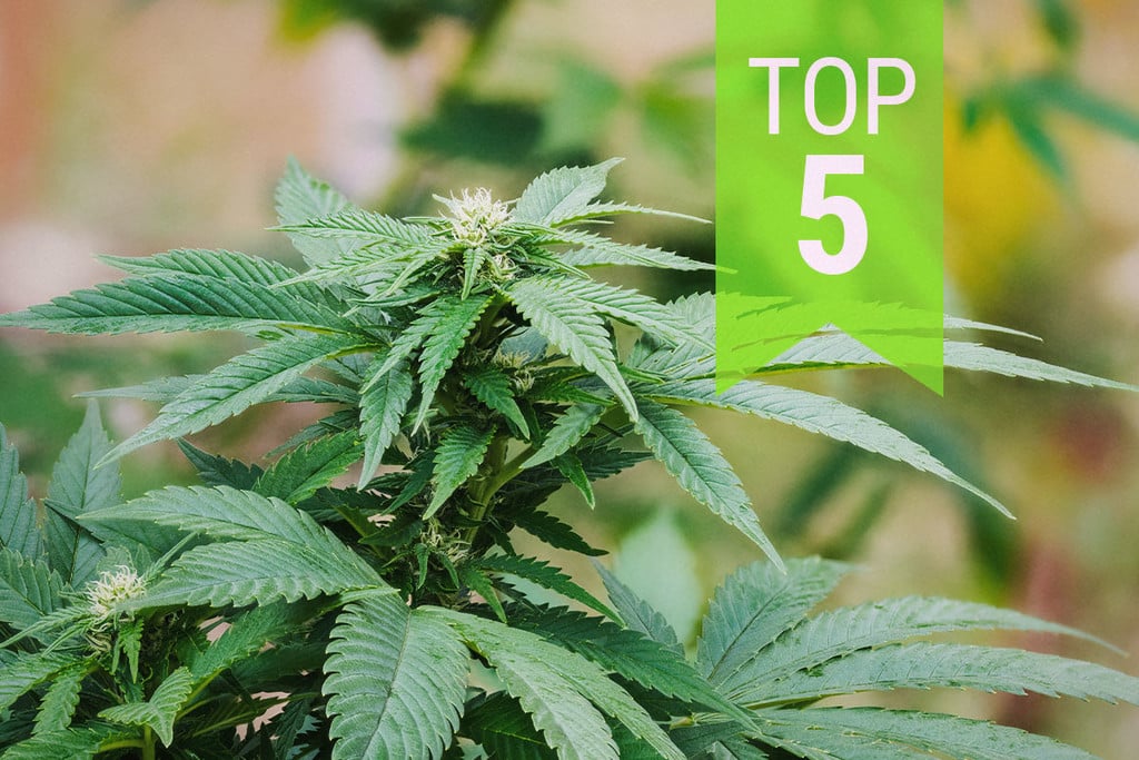 Top 5 ruderalis/indicasoorten | 2025