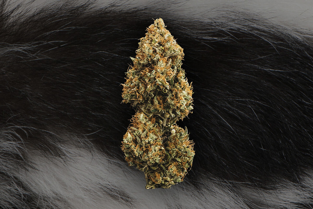 Skunk, Haze en Kush: de basis van de hedendaagse cannabis