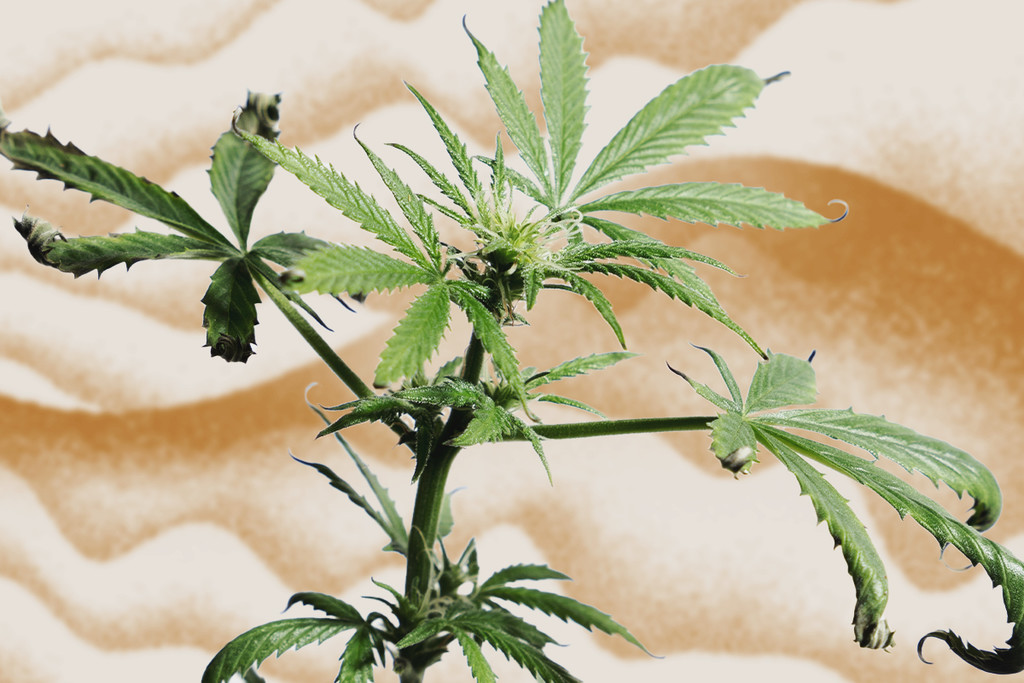 Hoe Kun Je Je Cannabisplanten Tegen Hittestress Beschermen