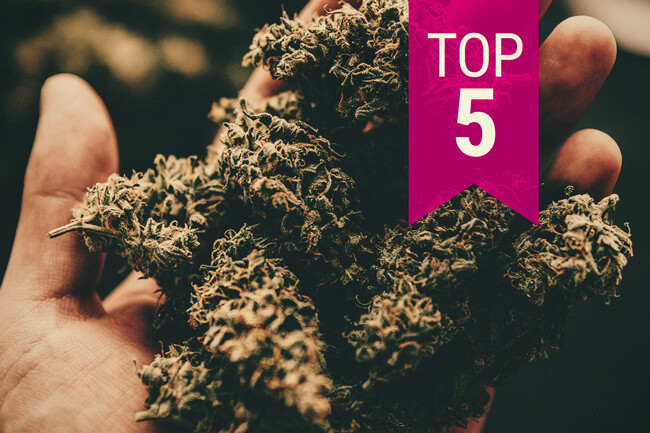 De top 5 sterkste cannabissoorten — 2024 update