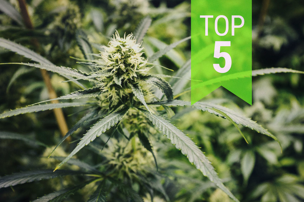 Top 5 Cannabis Sativa-autoflowers: 2026