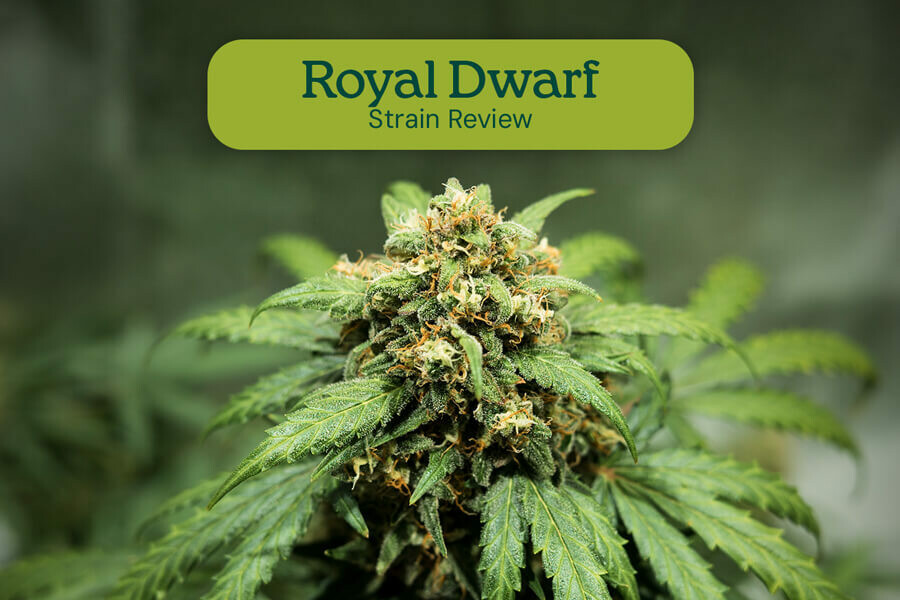 Royal Dwarf strain review