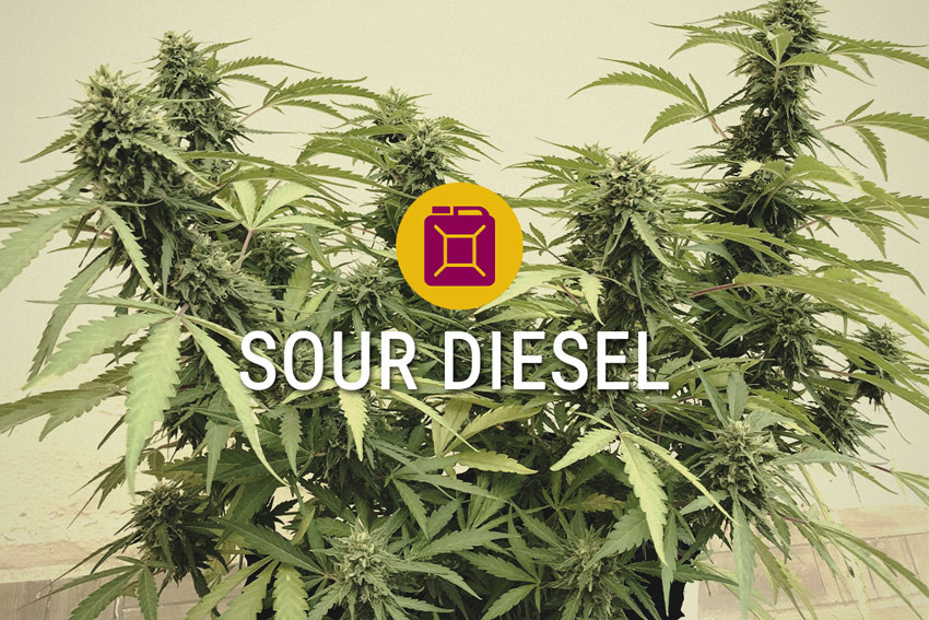 Cannabissoort Sour Diesel Feminized
