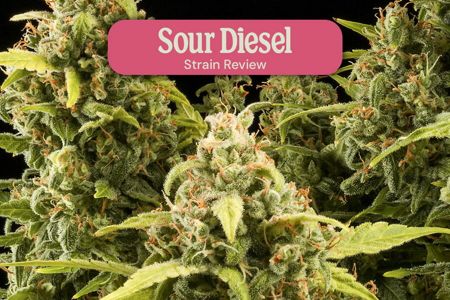 Cannabissoort Sour Diesel Feminized