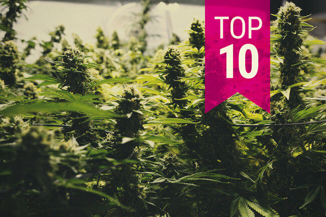 Top 10 soorten wiet die een grote oogst leveren (2025 Update)