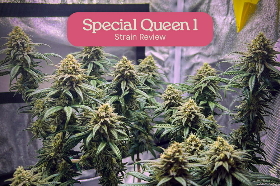 Special Queen 1 strain review