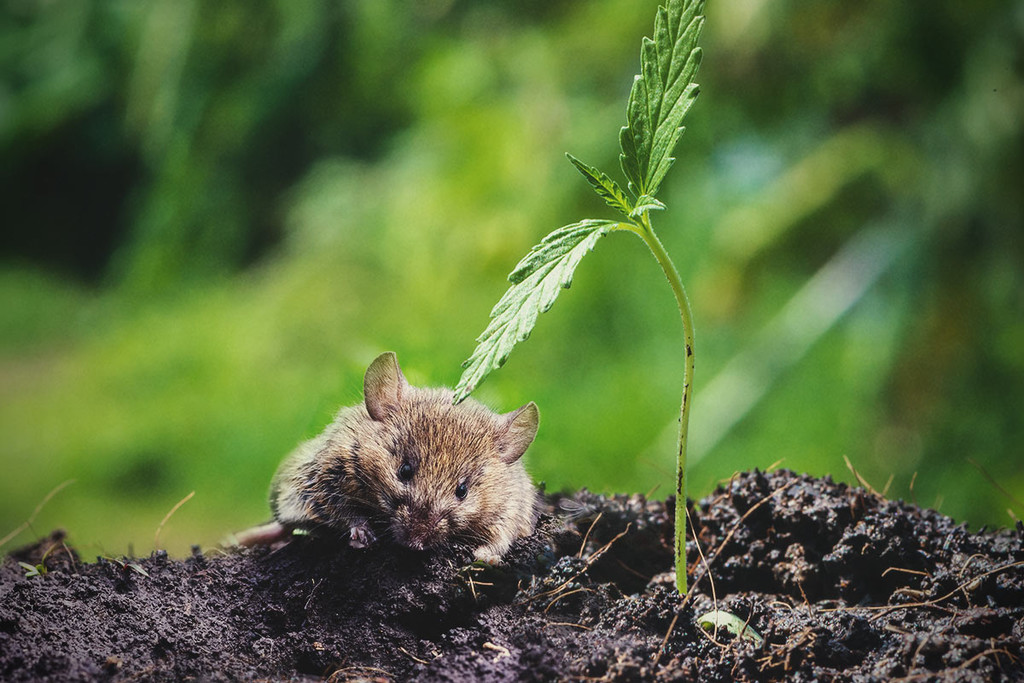 Hoe bescherm je wietplanten tegen muizen en ratten?