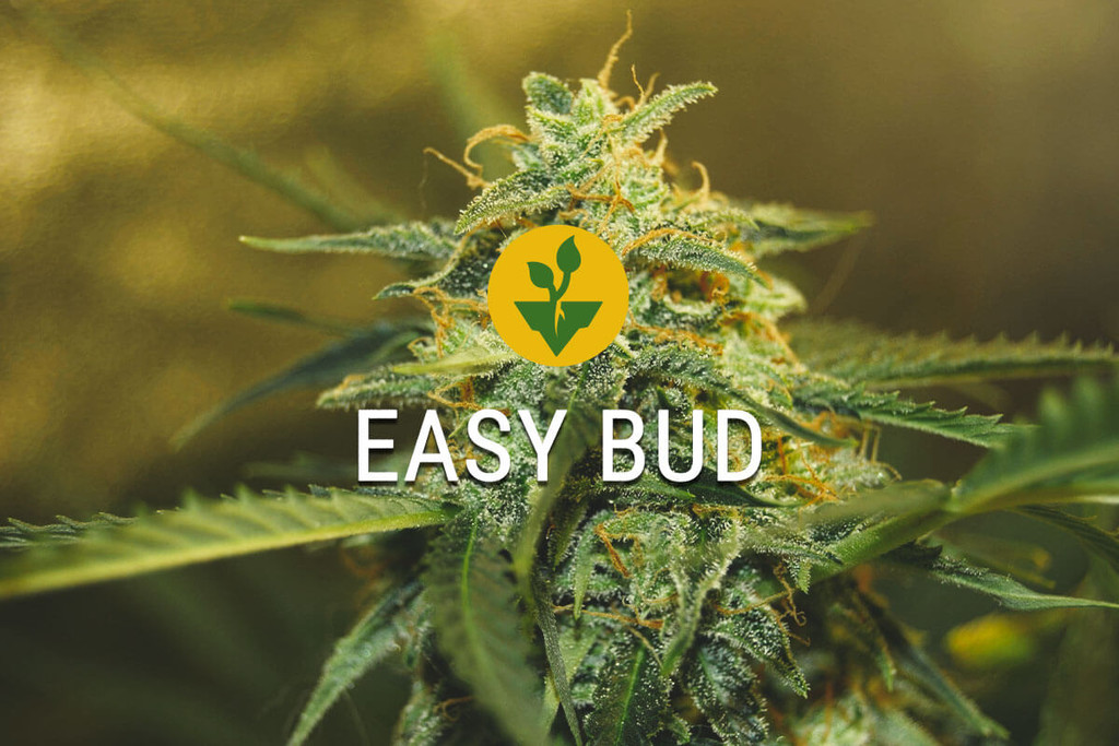 Easy Bud: op eenvoudige wijze cannabis kweken