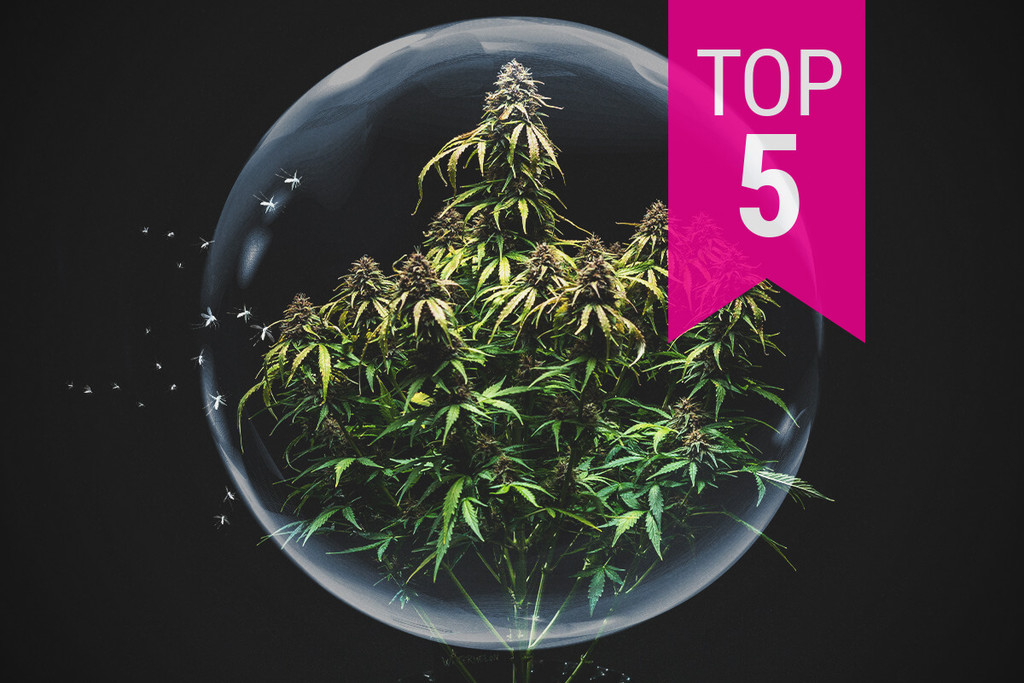 De top 5 cannabis strains met de hoogste resistentie tegen plagen