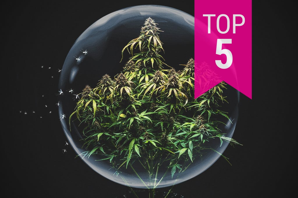 De top 5 cannabis strains met de hoogste resistentie tegen plagen