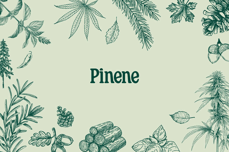 Pineen: een verfrissende terpeen die in wiet voorkomt