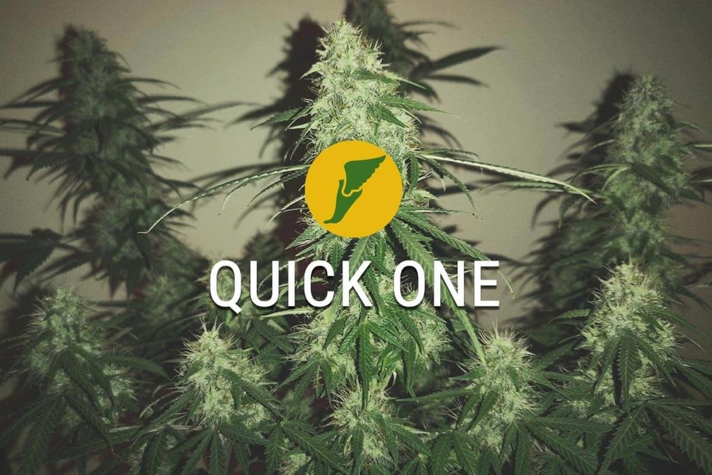 Quick One: als eerste bij de finish