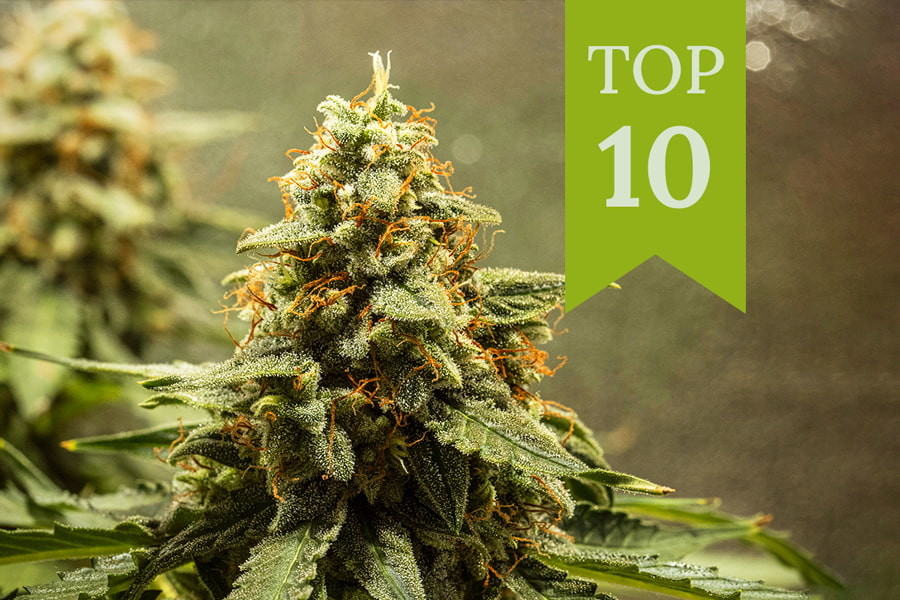 Top 10 beste autoflowers van 2026