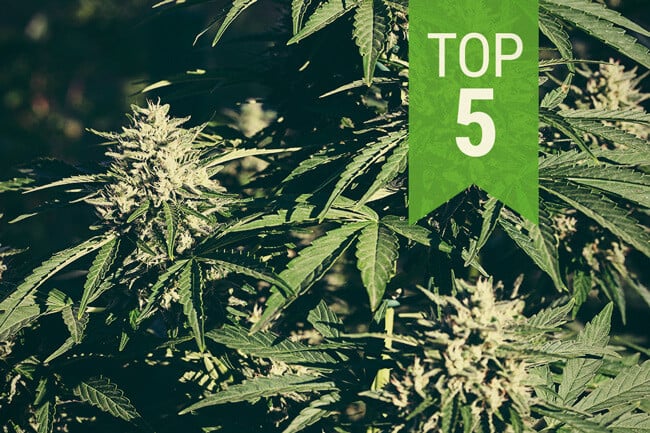 Top 5 Autoflowering Soorten van 2025 voor Warme Klimaten