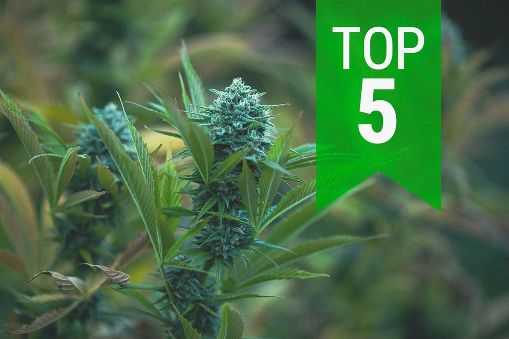 Top 5 Autoflowers van 2025 voor Koele Klimaten