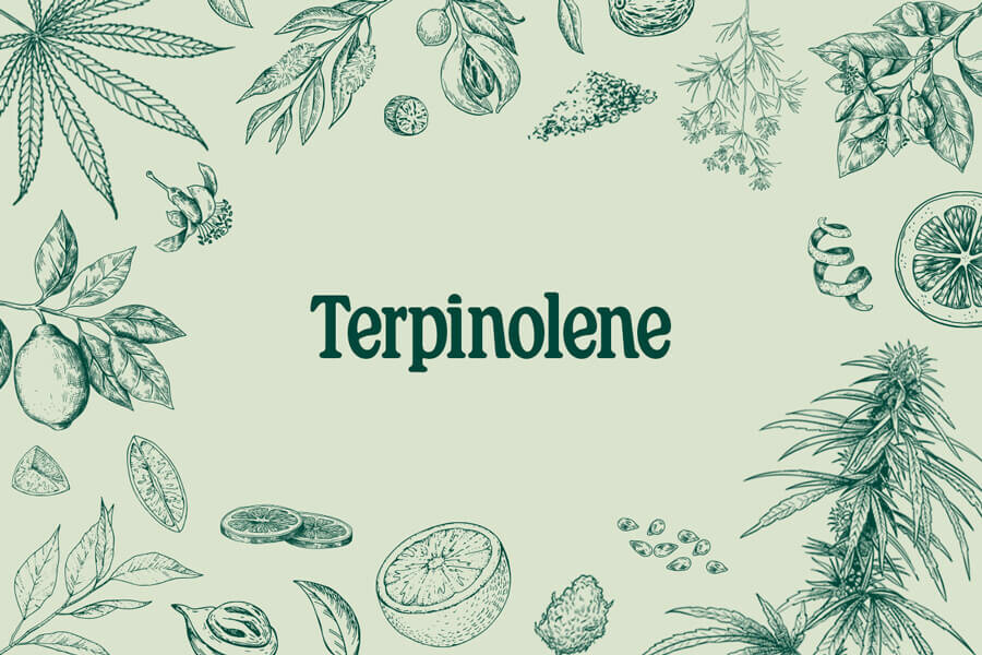 Terpinoleen: maak kennis met dit mysterieuze terpeen
