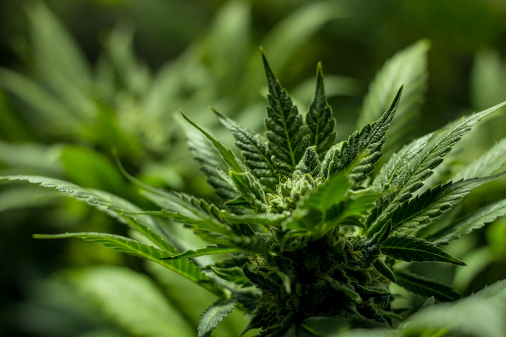 Wat Te Doen Als Wietplanten Binnen Niet Bloeien?