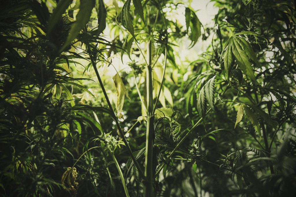 Hoe Je Stretching Onder Controle Krijgt: Het In Toom Houden Van de Cannabis Groeisprurt
