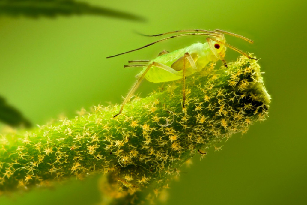 Hoe Je Bladluis Bij Cannabis Planten Kunt Ontdekken, Behandelen En Voorkomen