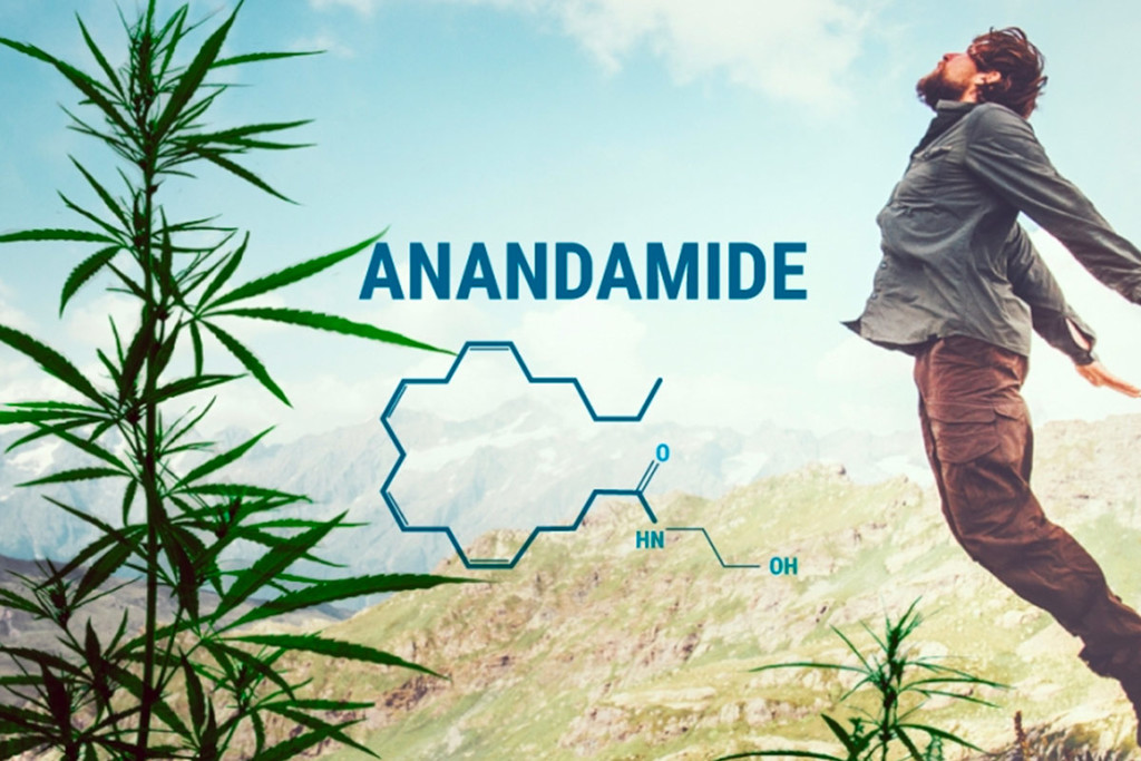 Inzicht in anandamide en hoe het zich tot THC en CBD verhoudt