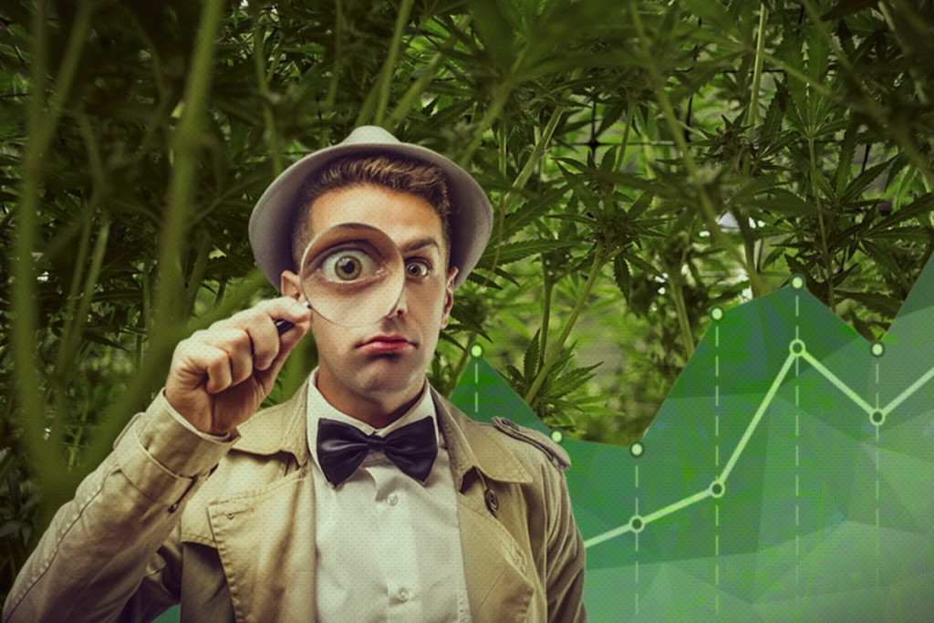 Investeren In De Cannabis Industrie